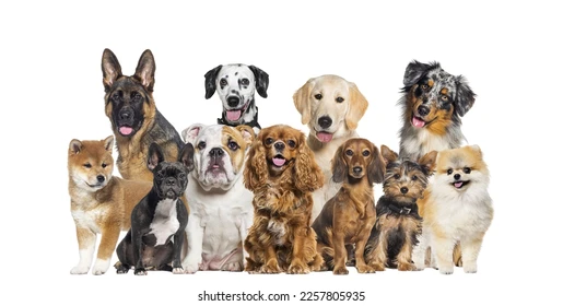 Different dog breeds sitting together showing variety in size and type