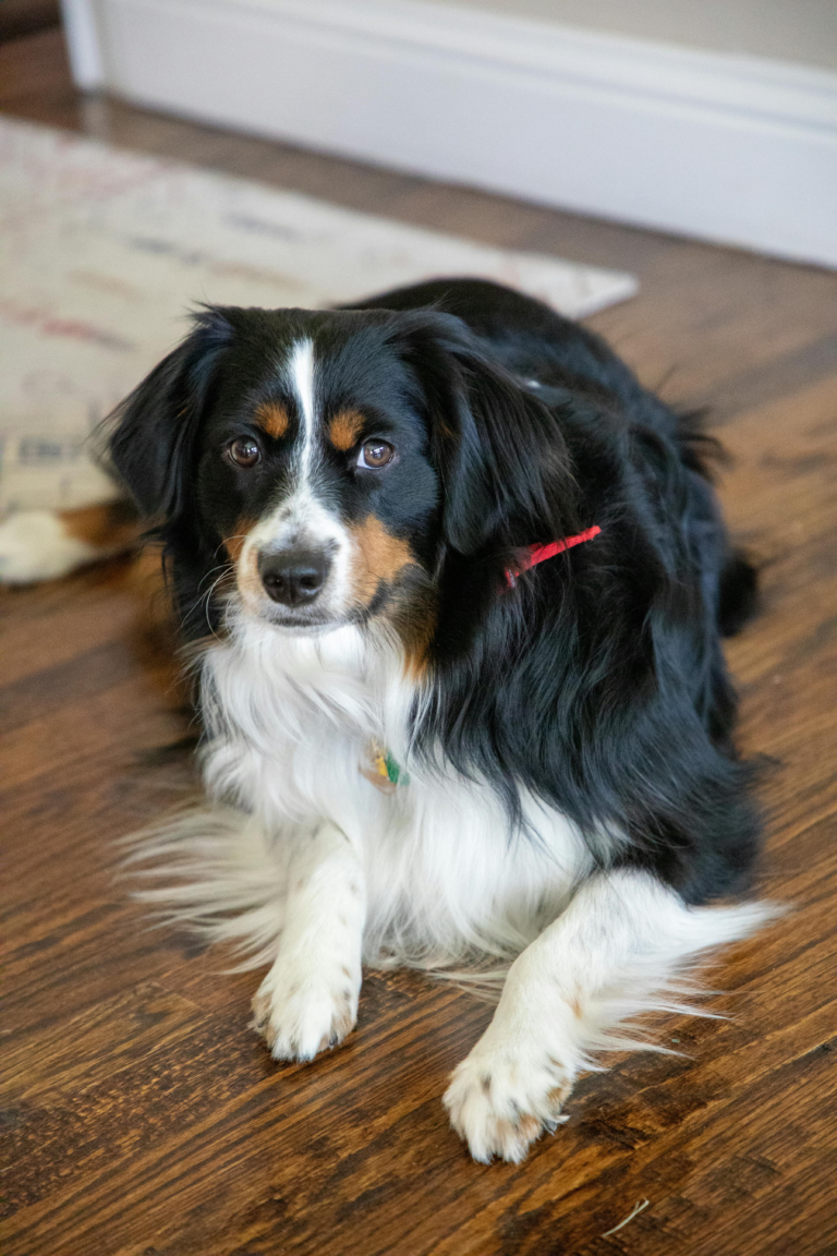 miniature american shepherd with an australian shepherd