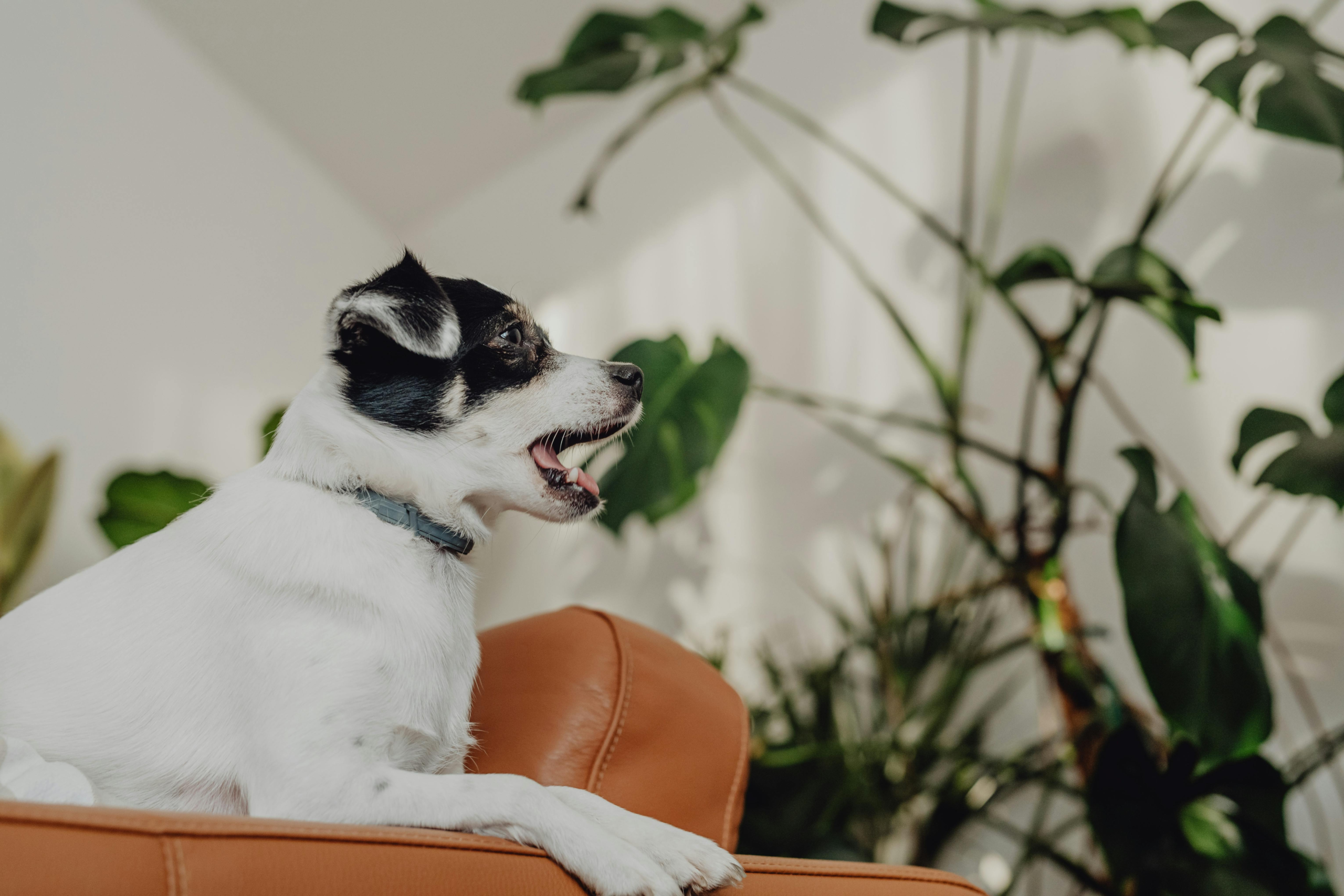 Dog relaxing comfortably inside an apartment living space